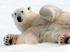 Arctic & Greenland - Free Ship Delivery