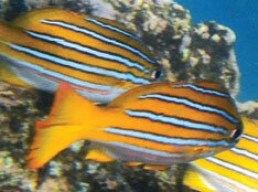 Splash Wear (U.S. home delivery)